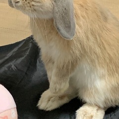 ロップイヤーの男の子🐰