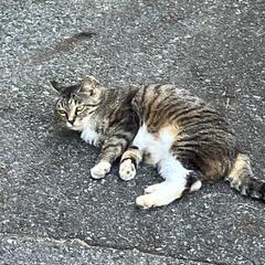 野良猫くん