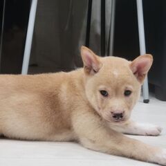 【岡山市】3ヶ月の保護犬🐶オス｜優しい家族を探しています