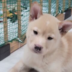 【岡山市】3ヶ月の保護犬🐶オス｜優しい家族を探しています - 犬