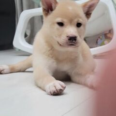 【岡山市】3ヶ月の保護犬🐶オス｜優しい家族を探しています - 岡山市