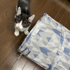 ハチワレ　テオくん