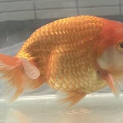 ランチュウ明け3才(満2歳）雄一尾