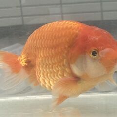 ランチュウ明け3才(満2歳）雄一尾の画像