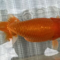 ランチュウ明け3才(満2歳）雄一尾の画像