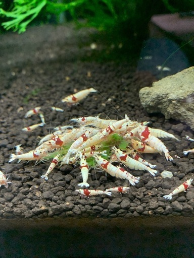 レッドビーシュリンプ65匹