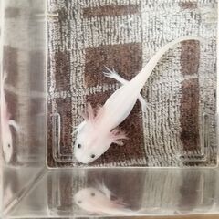 ウーパールーパー 白１匹の画像