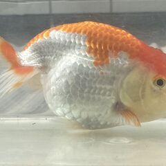 ランチュウ明け３才(満２歳）雌と思われる一尾
