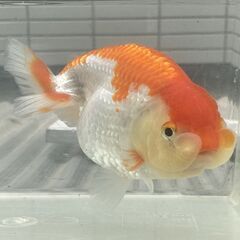 ランチュウ明け３才(満２歳）雌と思われる一尾の画像