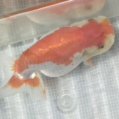 ランチュウ明け３才(満２歳）雌と思われる一尾の画像