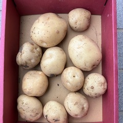 新じゃがいも（だんしゃく）