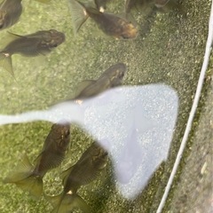 金魚　土佐錦　稚魚　孵化2ヶ月
の画像