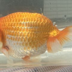 ランチュウ明け４才(満３歳）雄一尾