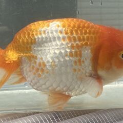 ランチュウ明け４才(満３歳）雄一尾の画像