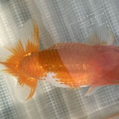 ランチュウ明け４才(満３歳）雄一尾の画像