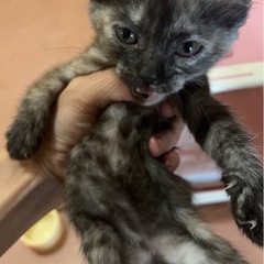 エイズキャリア猫