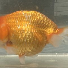 ランチュウ明け５才(満４歳）雌と思われる一尾の画像