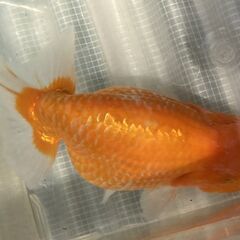 ランチュウ明け５才(満４歳）雌と思われる一尾の画像