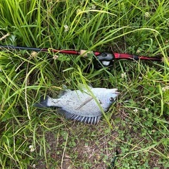 浜松市在住の釣り友募集！