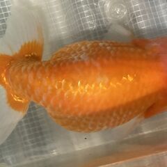 ランチュウ明け５才(満４歳）雌と思われる一尾の画像