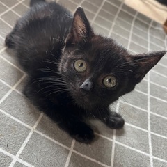 【7/6(日)譲渡会】黒猫子猫⭐️チビクロ