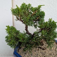 シンパクの盆栽の画像