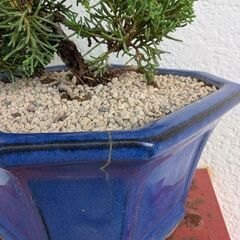 シンパクの盆栽の画像