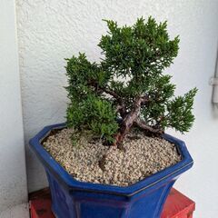 シンパクの盆栽