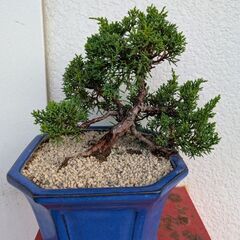 シンパクの盆栽の画像