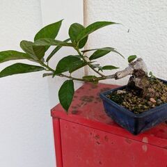 イヌビワのミニ盆栽