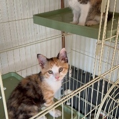 甘えん坊でとってもかわいい三毛猫＆茶白　姉妹　生後1ヶ月半