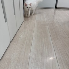 白猫ハク