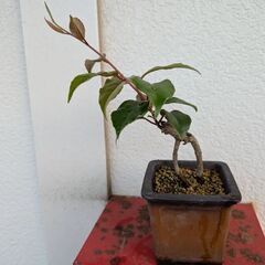 ビナンカズラのミニ盆栽