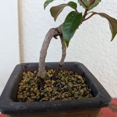 ビナンカズラのミニ盆栽の画像