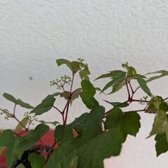 野葡萄のミニ盆栽の画像