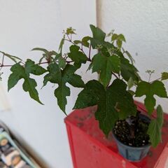 野葡萄のミニ盆栽の画像