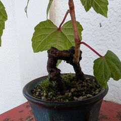 野葡萄のミニ盆栽の画像