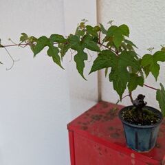 野葡萄のミニ盆栽