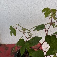 野葡萄のミニ盆栽の画像