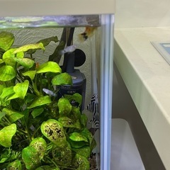 インペリアルゼブラプレコ（6.5㎝）　1匹の画像