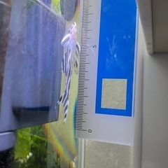 インペリアルゼブラプレコ（6.5㎝）　1匹の画像