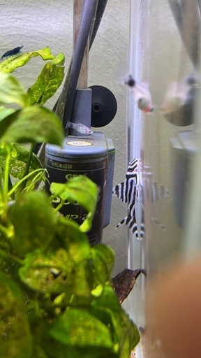 インペリアルゼブラプレコ（6.5㎝）　1匹