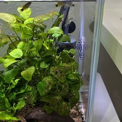インペリアルゼブラプレコ（6.5㎝）　1匹の画像