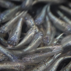メダカ、特価価格‼️の画像
