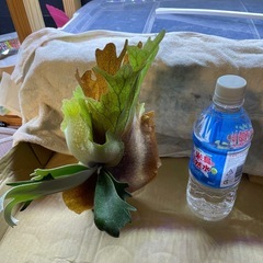 ウイリンキードワーフタッタの画像