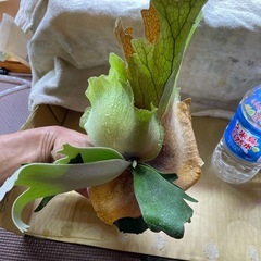 ウイリンキードワーフタッタの画像