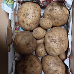 新鮮ジャガイモ家庭菜園での収穫分お譲りします1