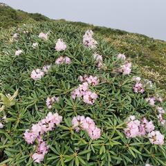 ニッコウキスゲを楽しみつつ野反湖周遊登山