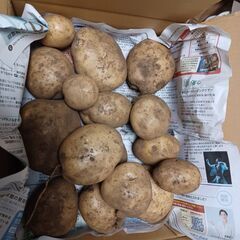 新鮮ジャガイモ家庭菜園での収穫分お譲りします2