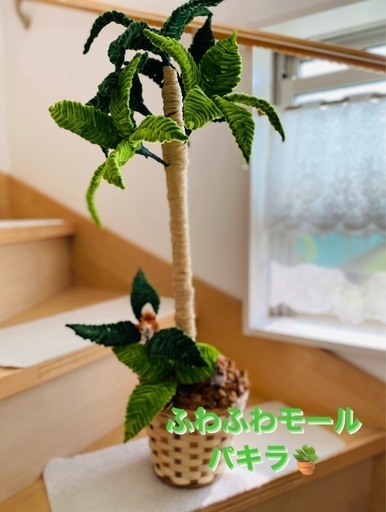 ふわふわモールパキラ?